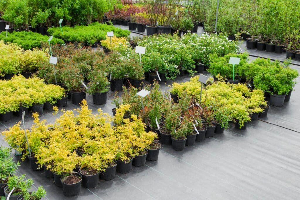 A variety of potted plants arranged in rows at a nursery. The plants include greenery and flowering varieties, with some pots displaying labels. The layout features different sizes and shapes of plants under natural light.