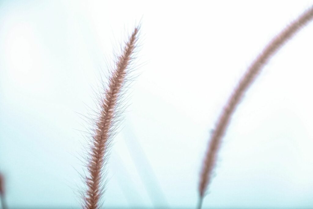 Close-up of two slender, brown grass stems with feathery tips against a light background. The image captures the fine details of the grass, emphasizing the texture and structure of the stems.